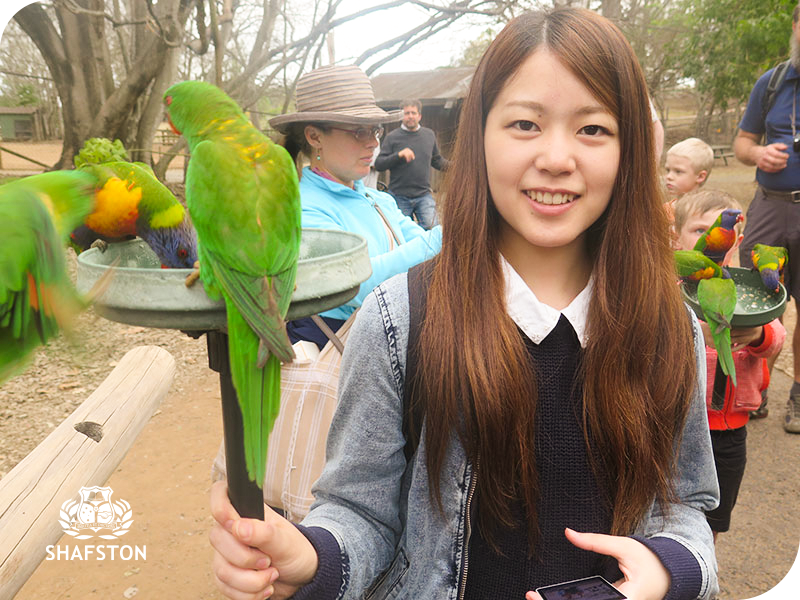 Shafston Study Tour student visiting Australia zoo